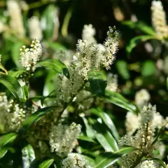 Laurowiśnia – krzew idealny na żywopłot i do ogrodu