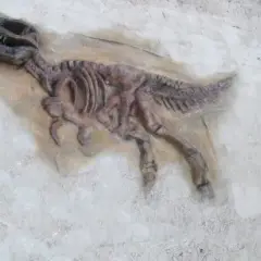 Szczątki dinozaurów: Co mówią o wymarłych gadach? Nowe odkrycia